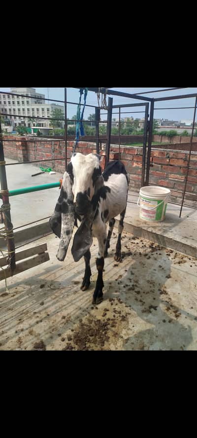 2 teath Bakra for sale