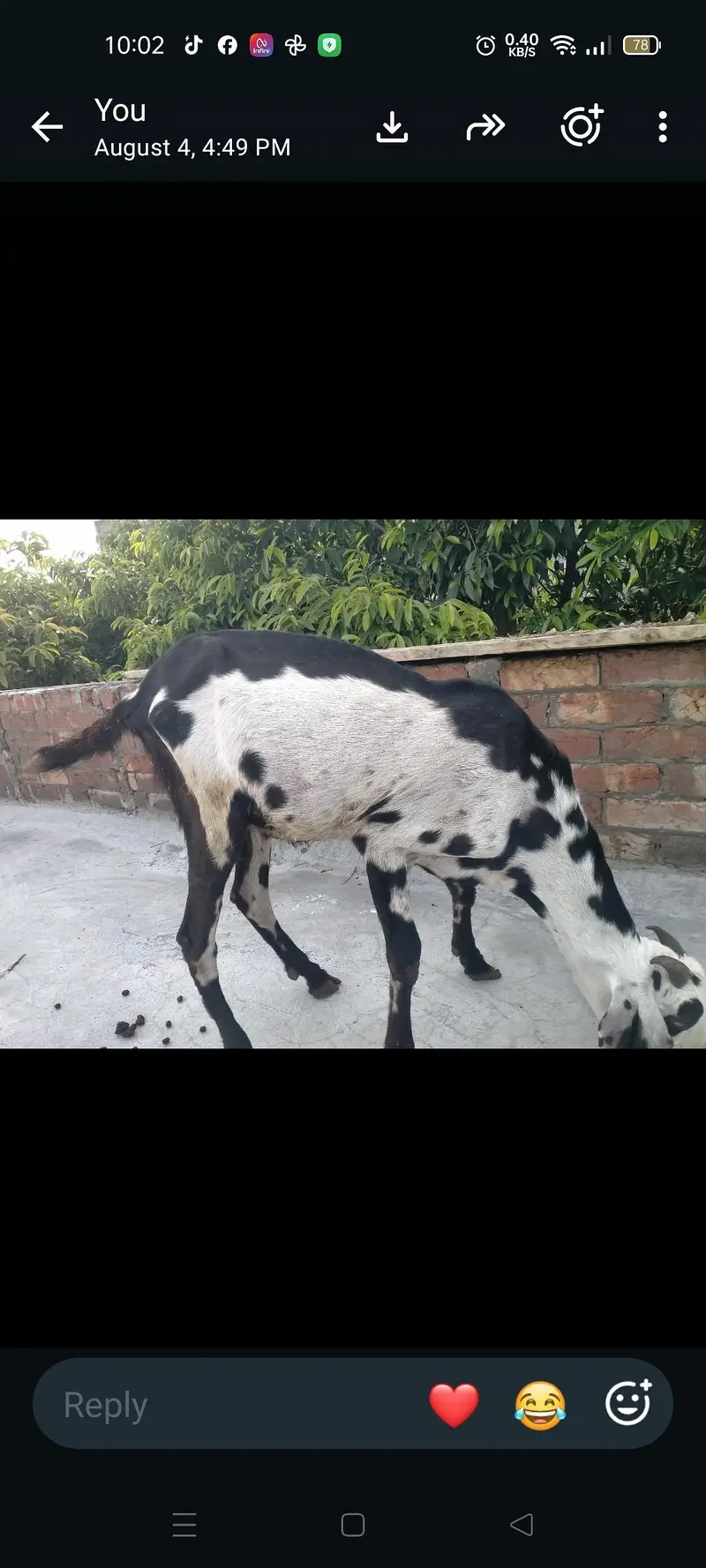 2 teath Bakra for sale — photo 2