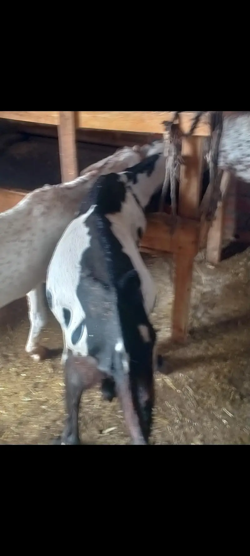 2 teath Bakra for sale — photo 3