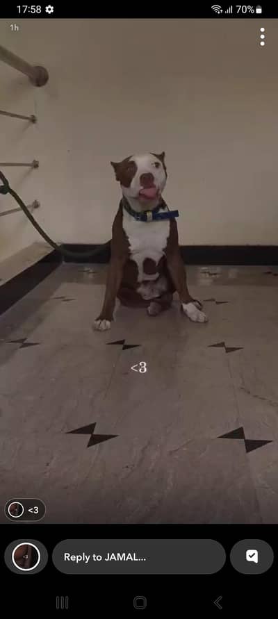 pittbull for sale