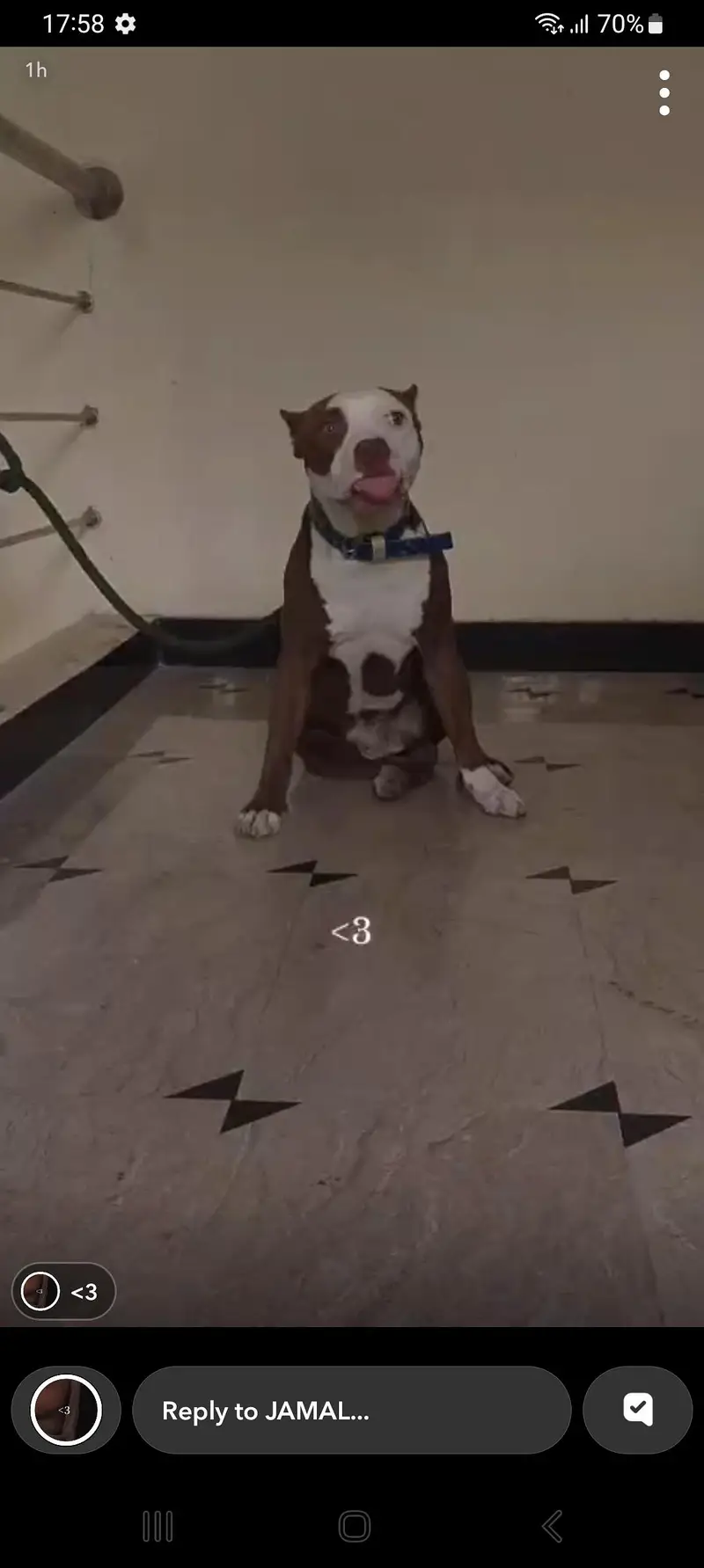 pittbull for sale