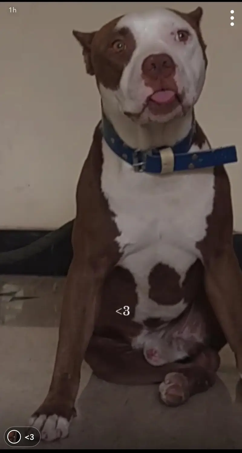 pittbull for sale — photo 2