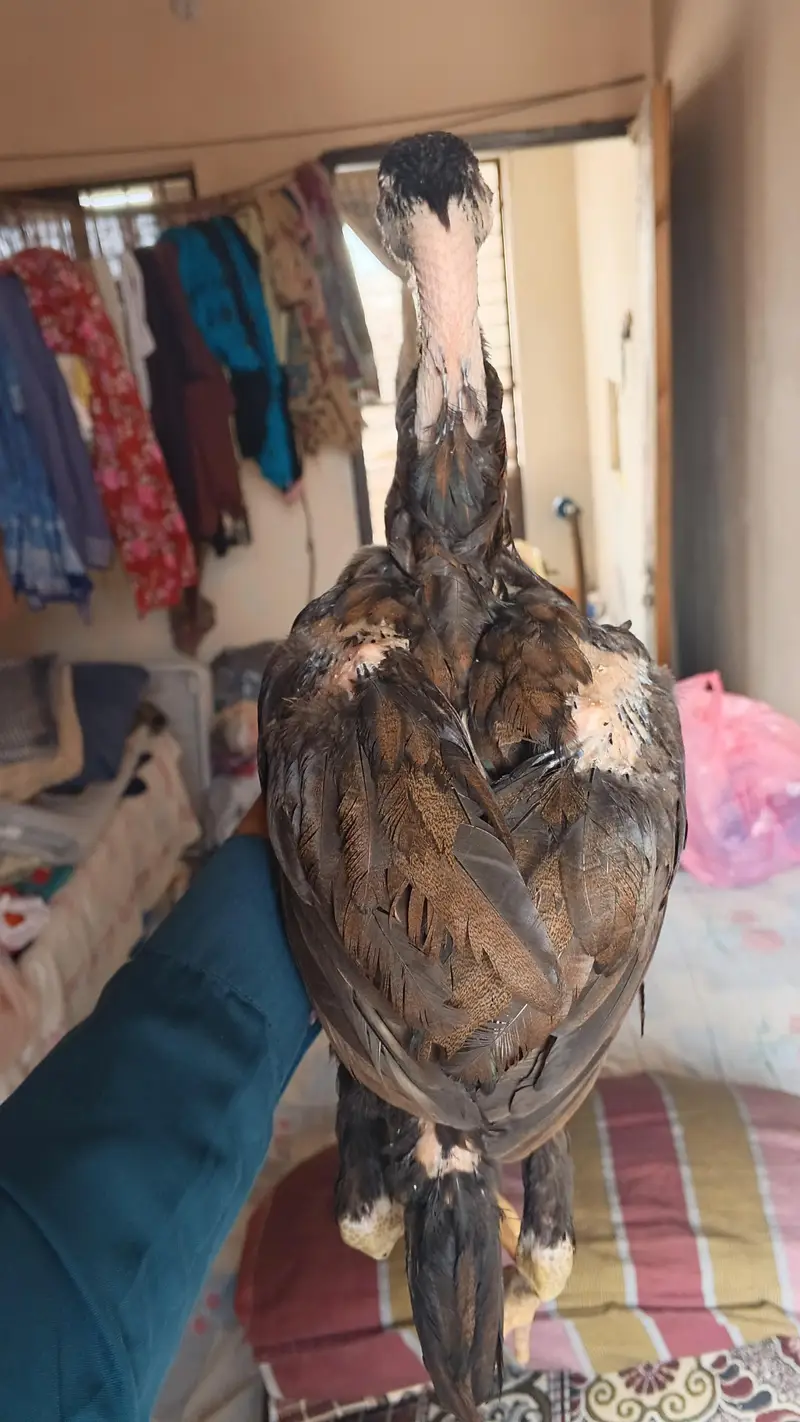 Aseel Chuza for Sale — photo 3