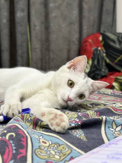 Hybrid persian cat for sale