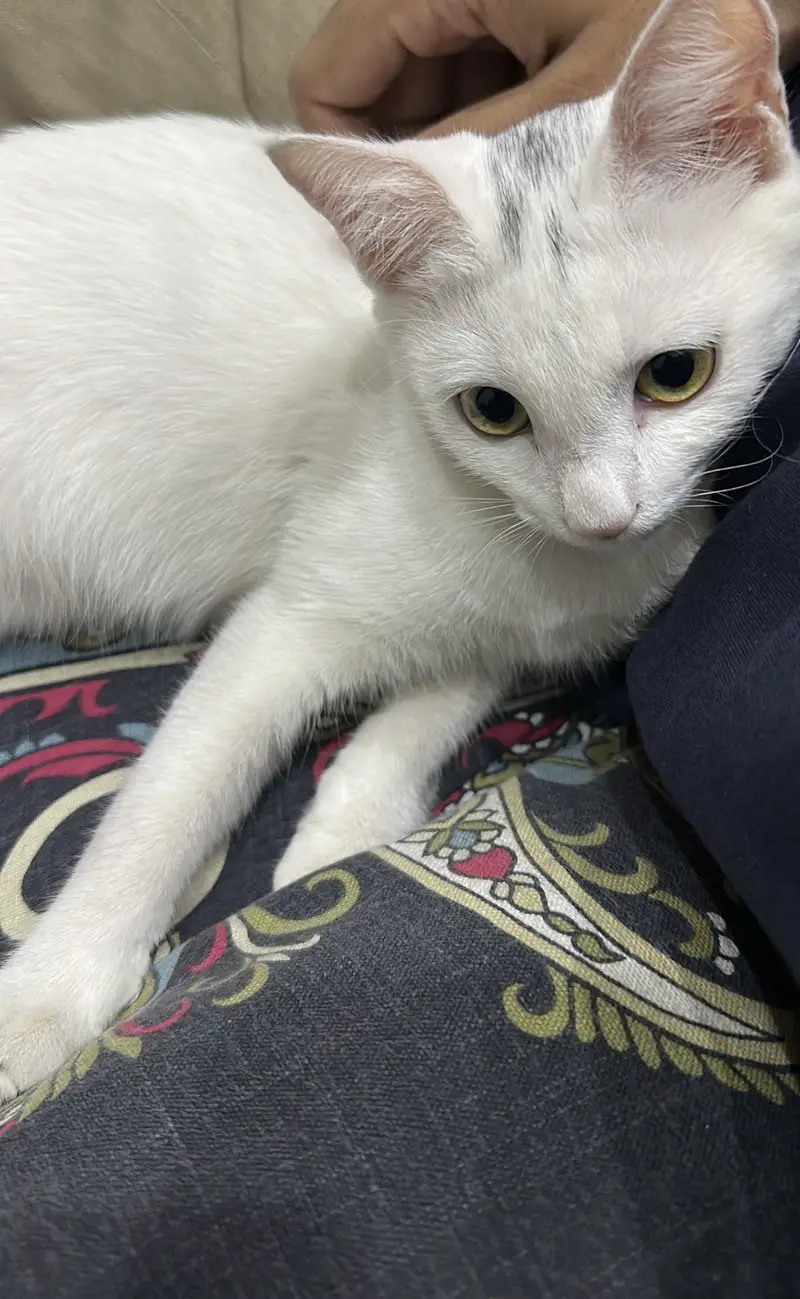 Hybrid persian cat for sale — photo 2