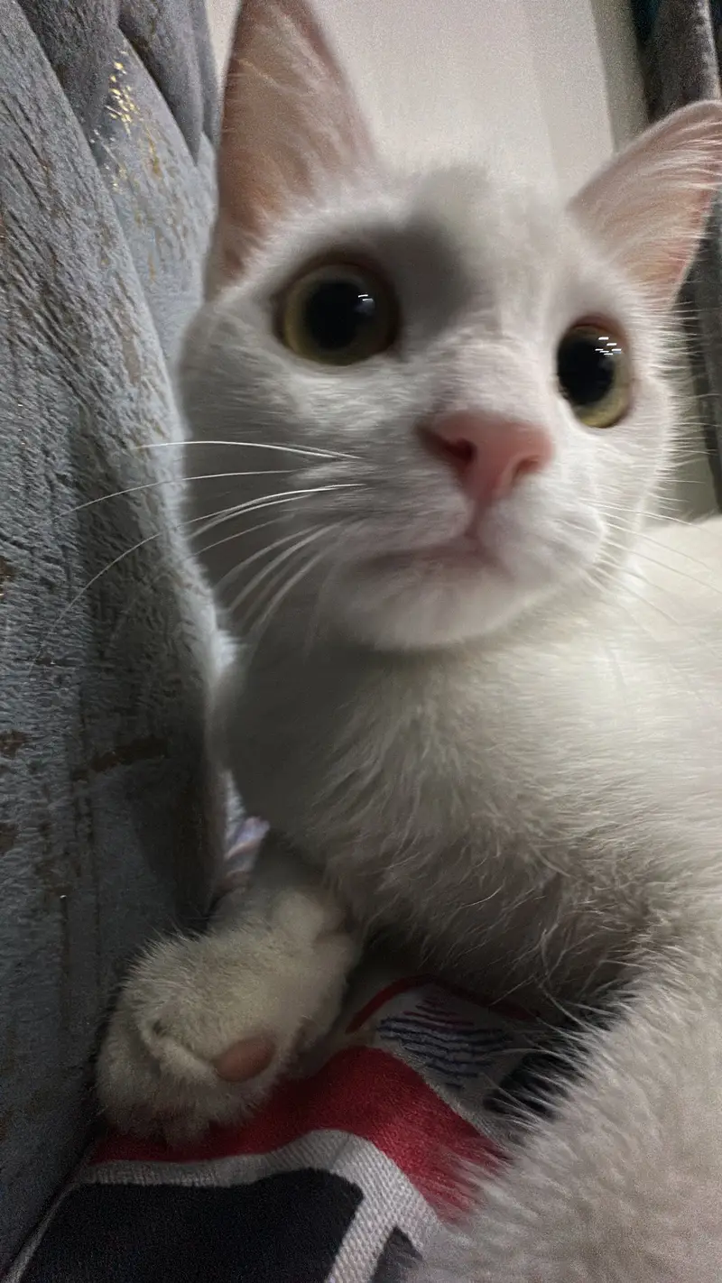 Hybrid persian cat for sale — photo 3