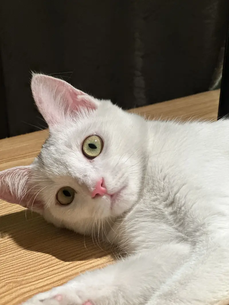 Hybrid persian cat for sale — photo 5