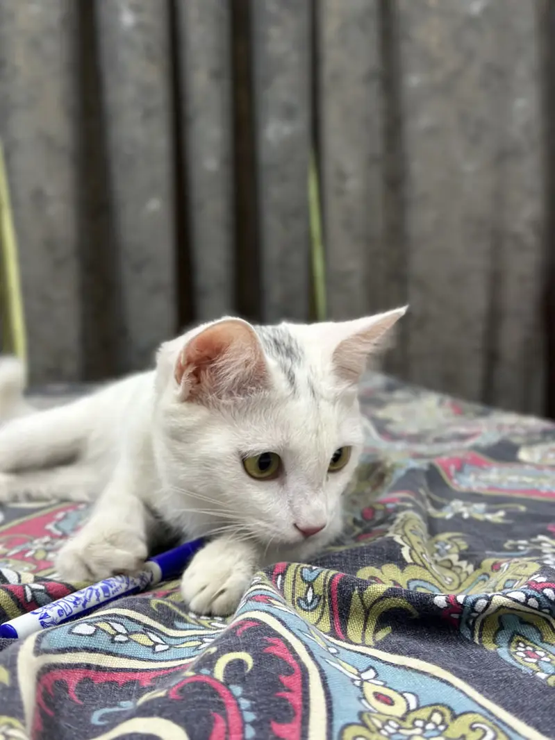 Hybrid persian cat for sale — photo 7