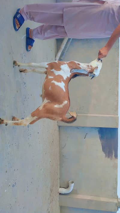 bakra for eid 2026