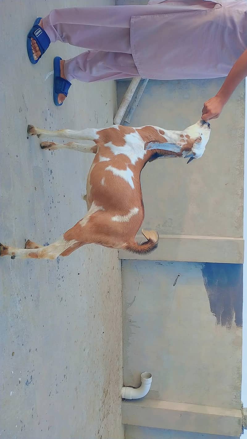 bakra for eid 2026 0