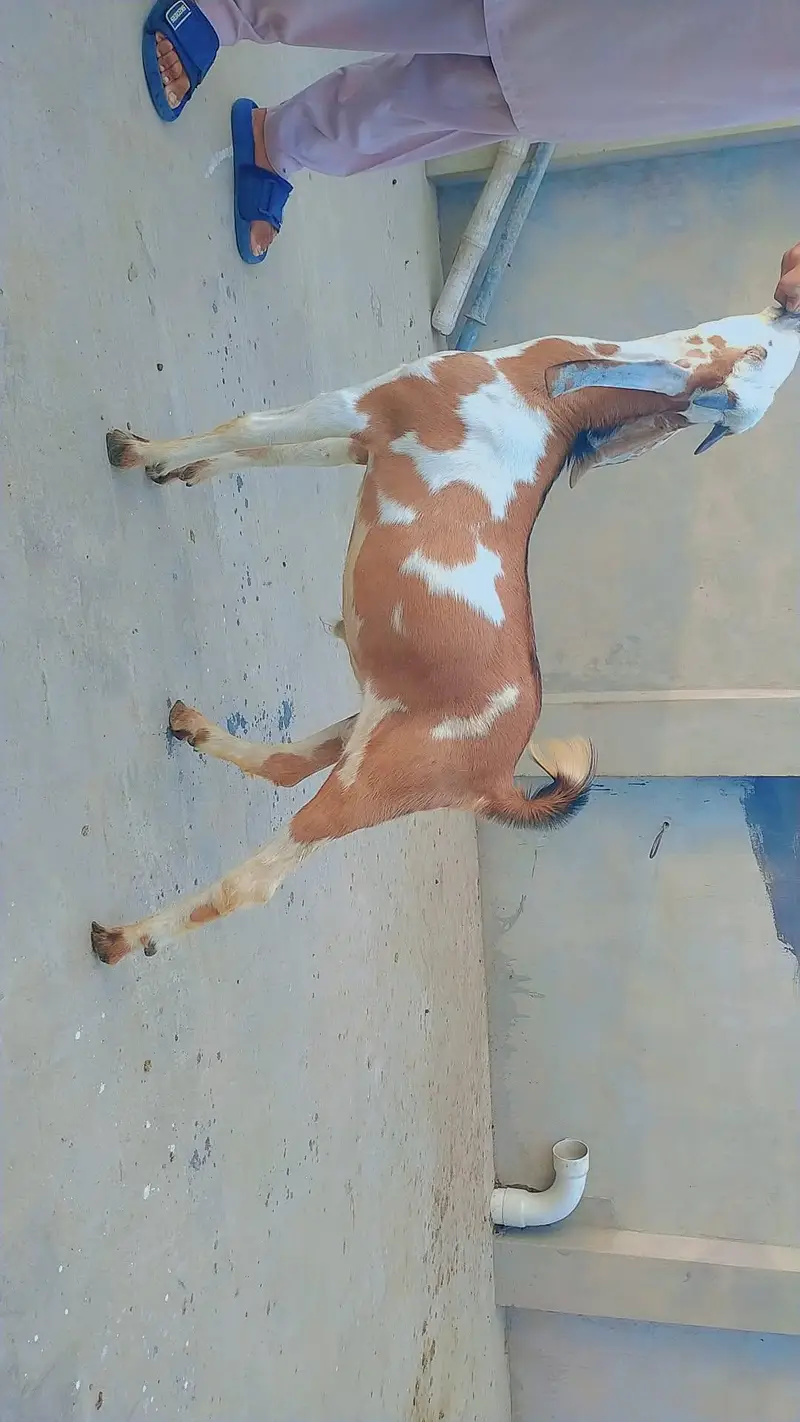 bakra for eid 2026 — photo 2