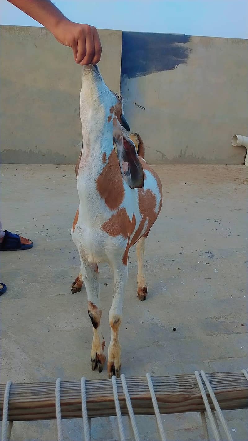 bakra for eid 2026 2