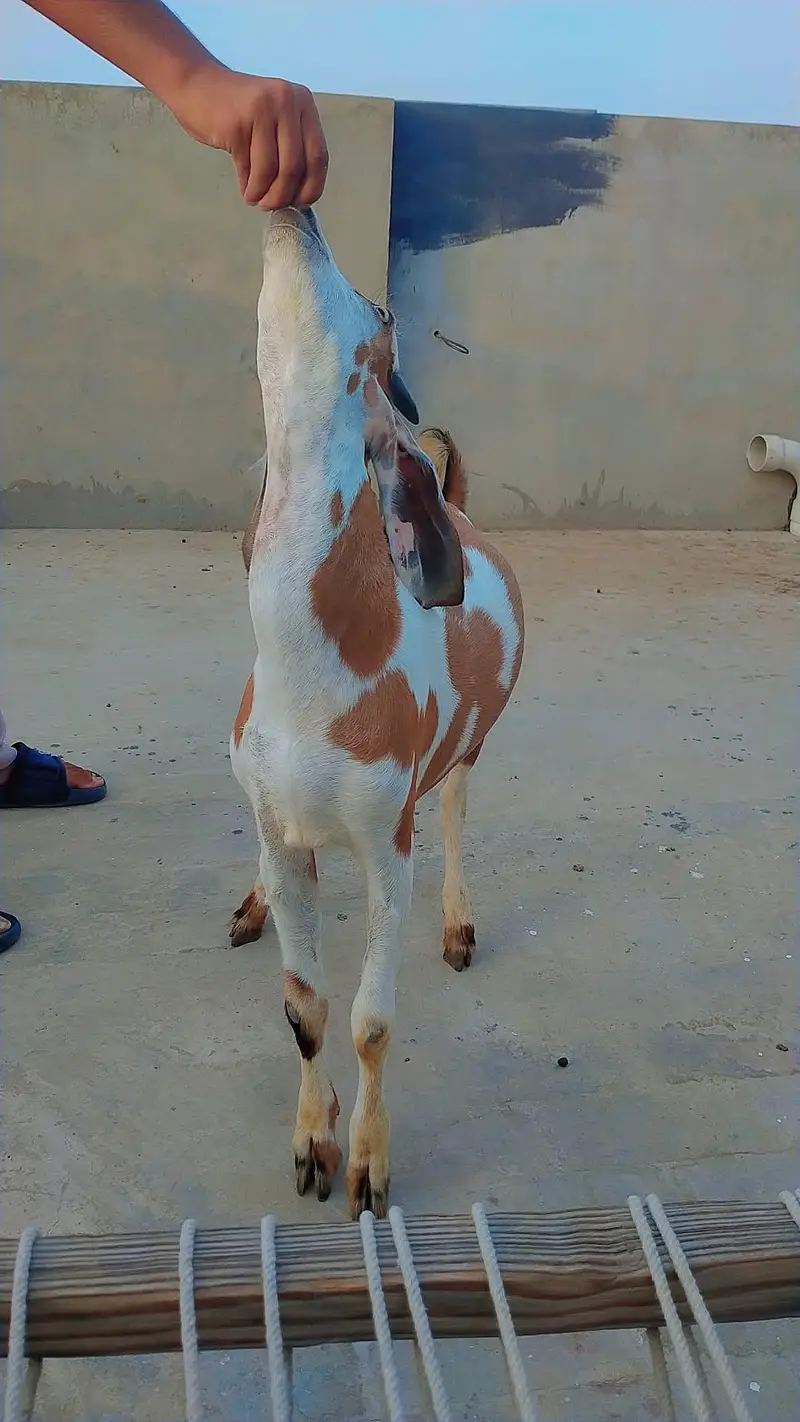 bakra for eid 2026 — photo 3