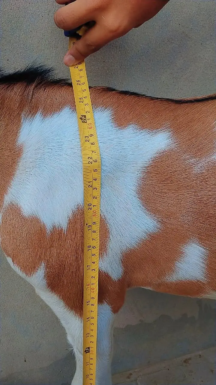 bakra for eid 2026 — photo 4