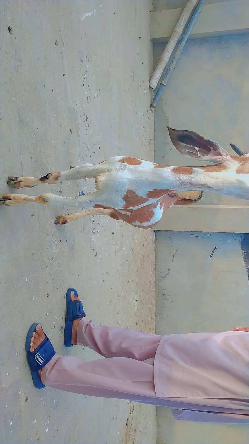 bakra for eid 2026 4