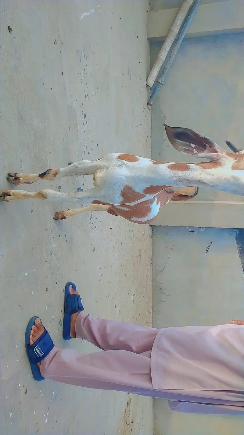 bakra for eid 2026 — photo 5