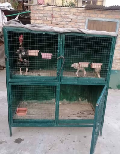 Aseel Cages