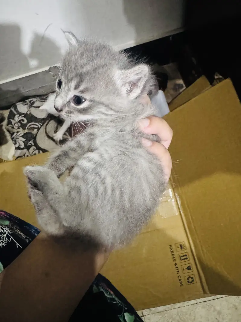Persian cats — photo 6