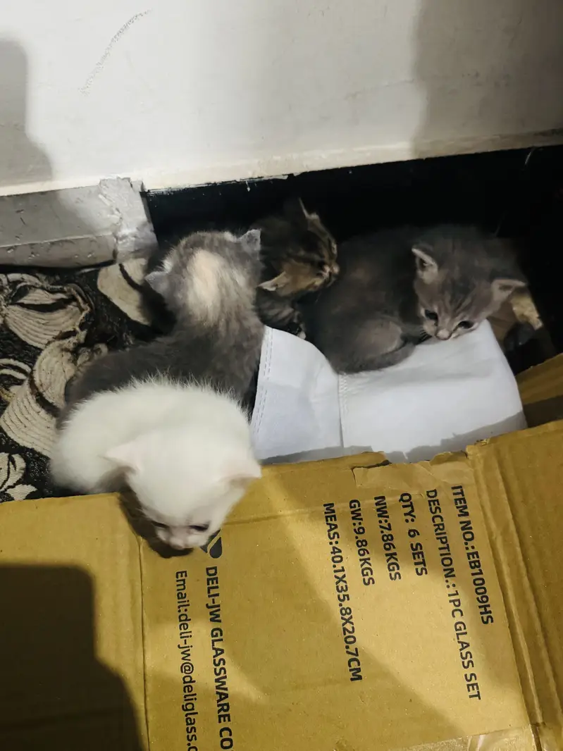 Persian cats — photo 8