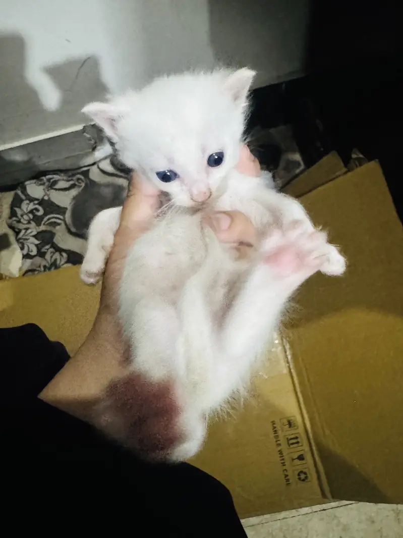 Persian cats — photo 9