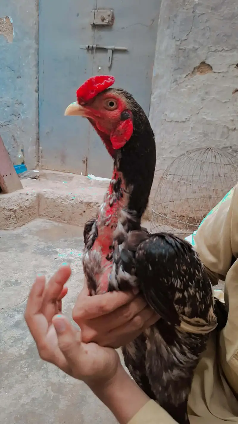 Masha Allah high quality Madi para mazbot patha hi wait ankh nok nalie — photo 2