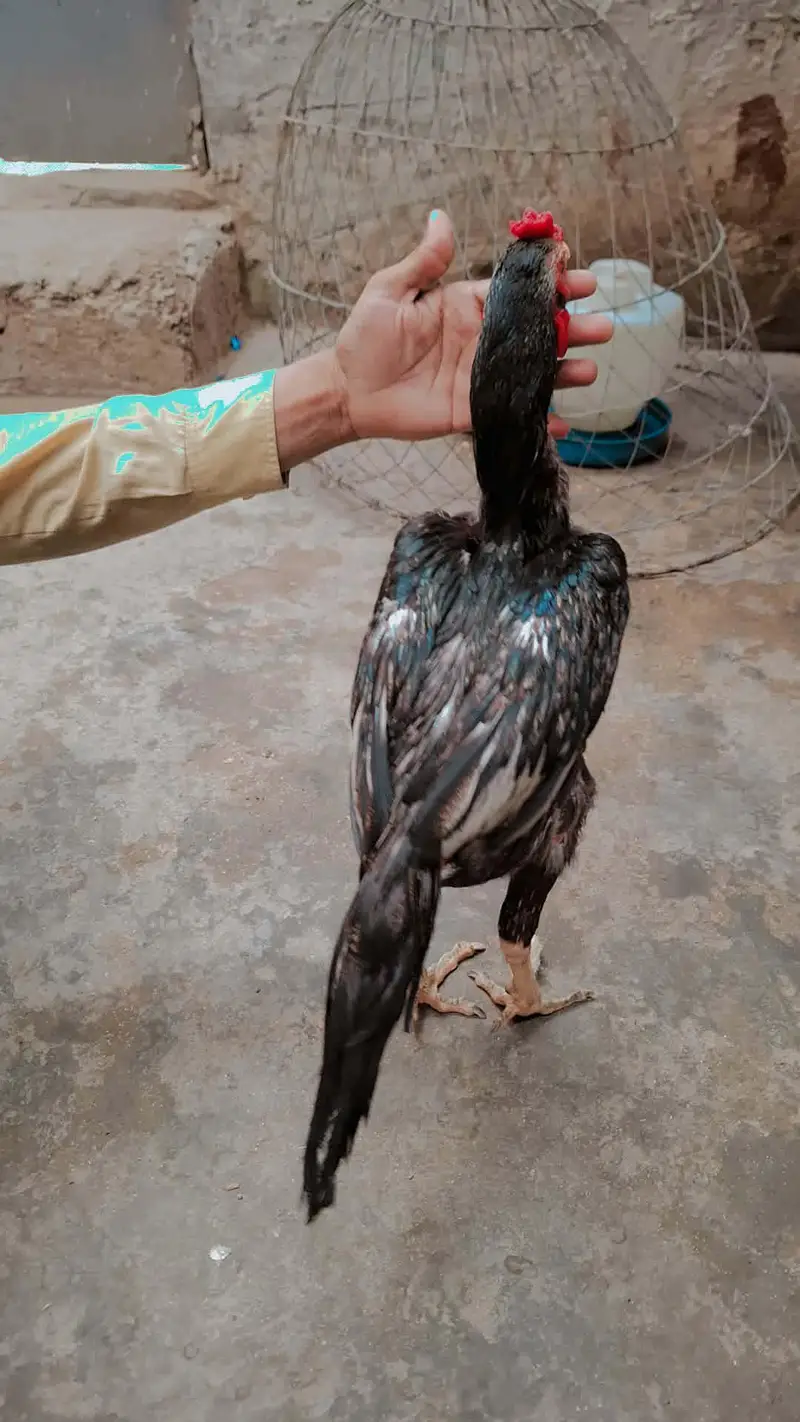 Masha Allah high quality Madi para mazbot patha hi wait ankh nok nalie — photo 3