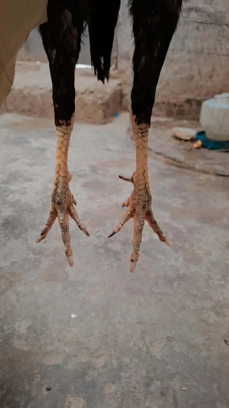 Masha Allah high quality Madi para mazbot patha hi wait ankh nok nalie — photo 6