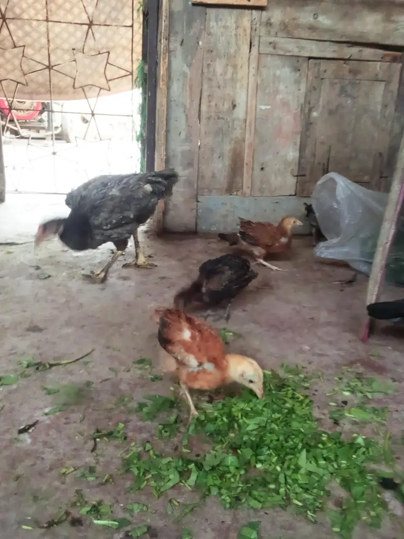 murgi bacchon ke sath — photo 2