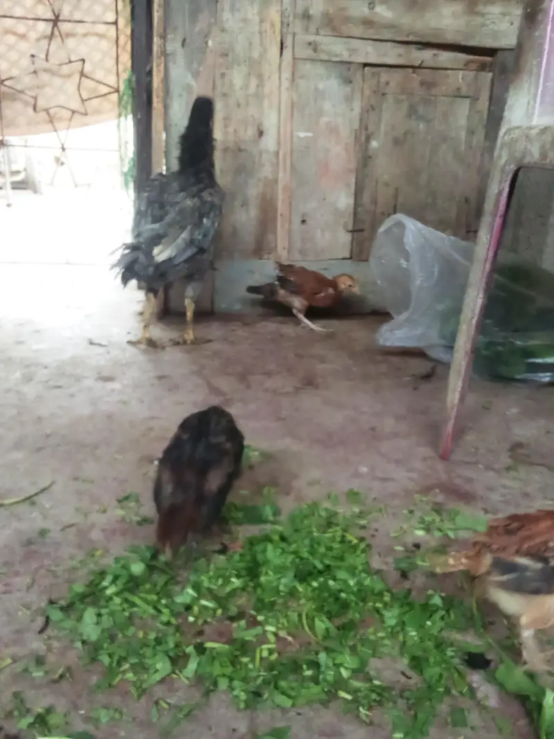 murgi bacchon ke sath — photo 3