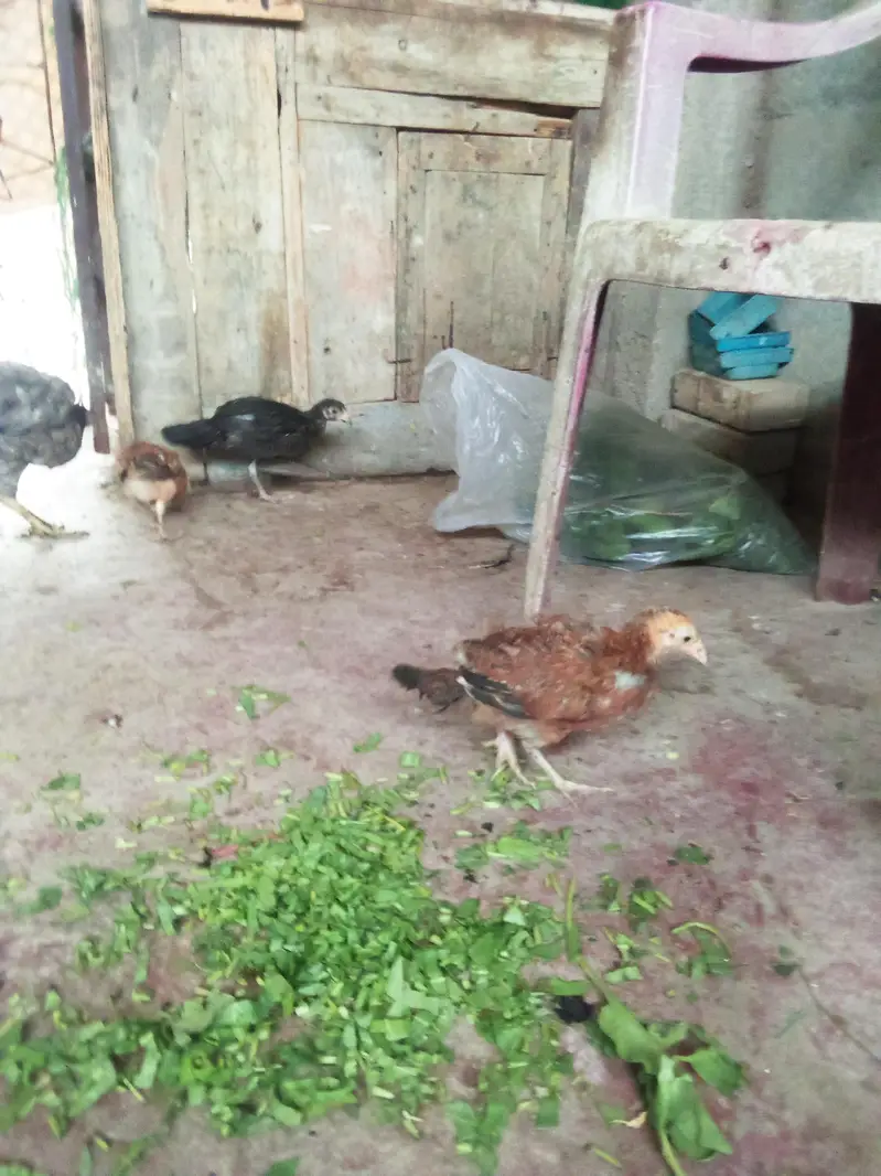 murgi bacchon ke sath — photo 4