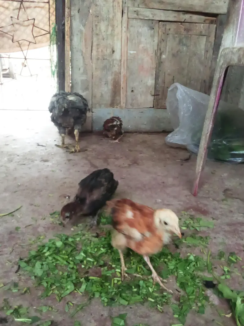 murgi bacchon ke sath — photo 5
