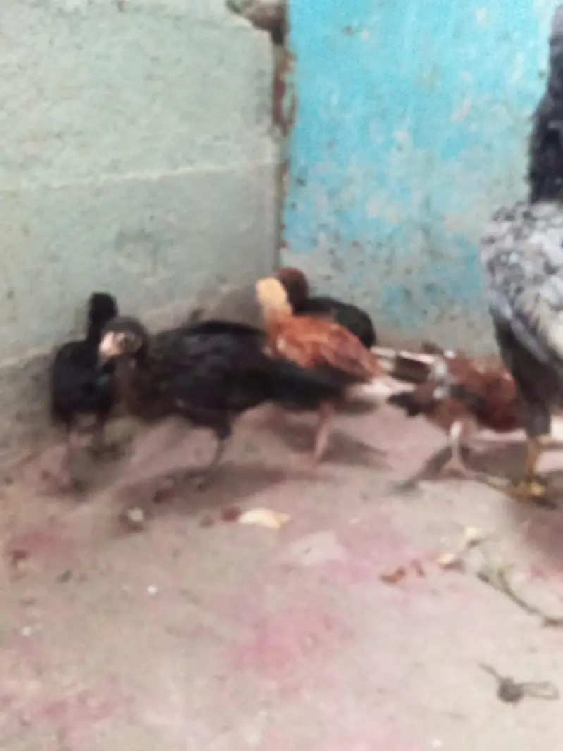 murgi bacchon ke sath — photo 6