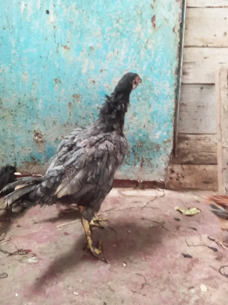 murgi bacchon ke sath — photo 7