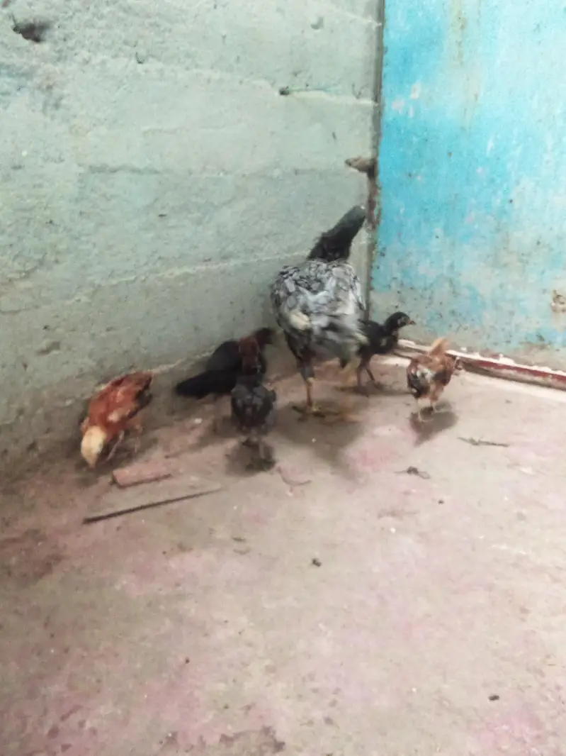 murgi bacchon ke sath — photo 8