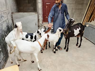 Goats farming goats bakra goat bakri goats family goats