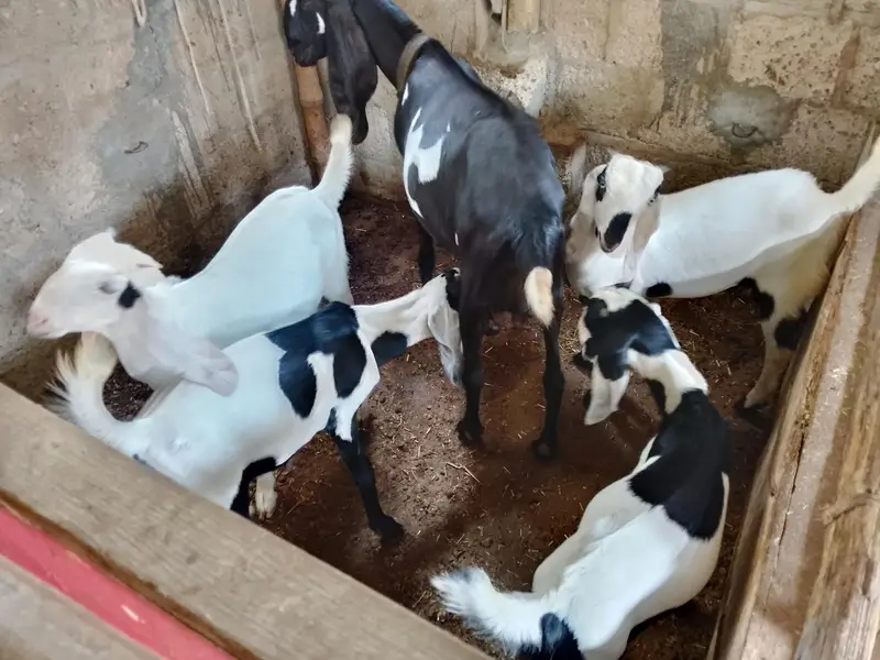 Goats farming goats bakra goat bakri goats family goats — photo 2