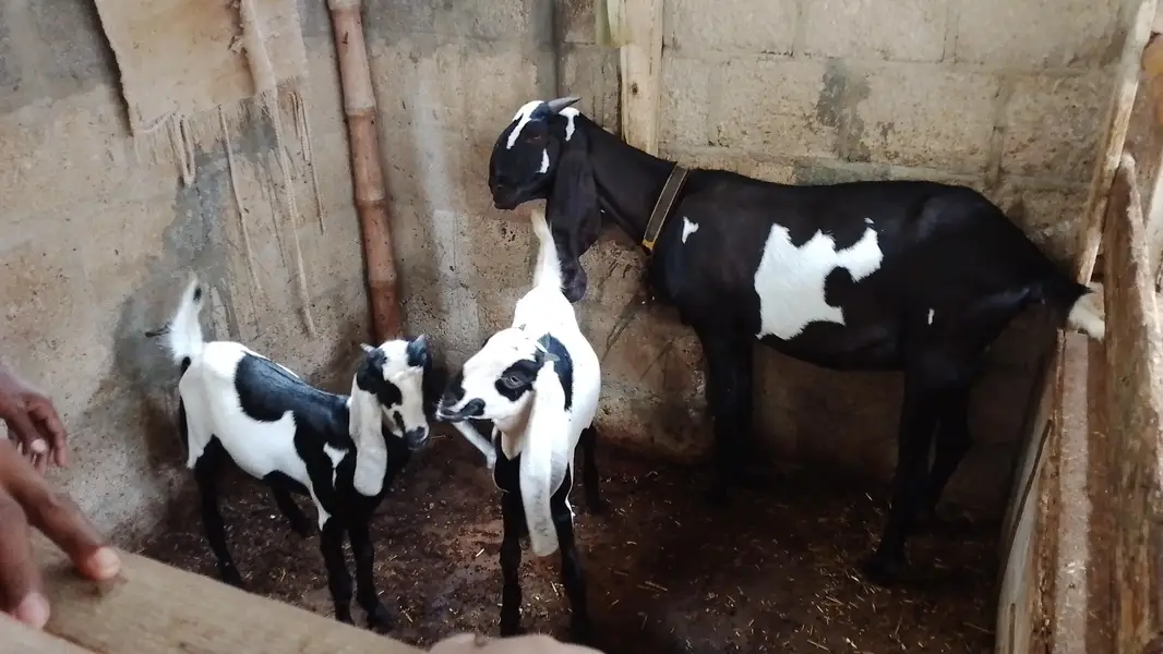 Goats farming goats bakra goat bakri goats family goats — photo 3