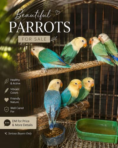 Lovebirds Available for Sale