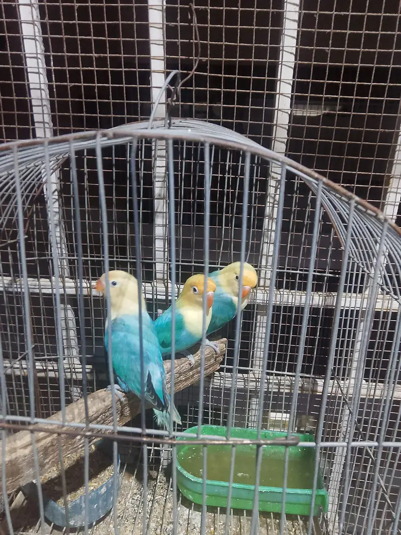 Lovebirds Available for Sale — photo 2