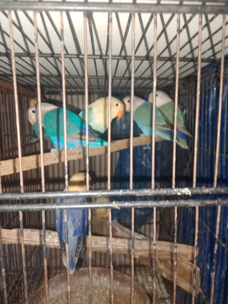 Lovebirds Available for Sale — photo 3