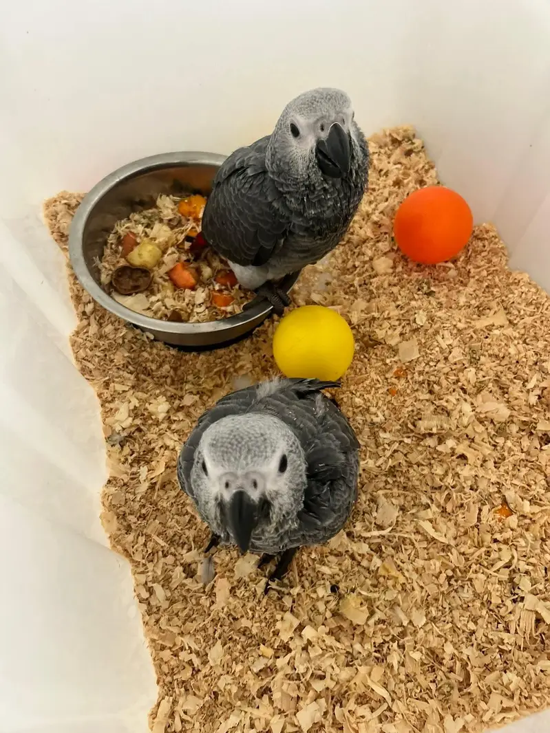African grey parrot chicks for sale 0318/4281/412 — photo 3
