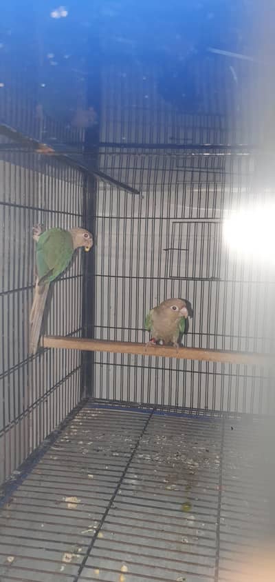 2 males of blue cinamon conure 0321/44/35/484