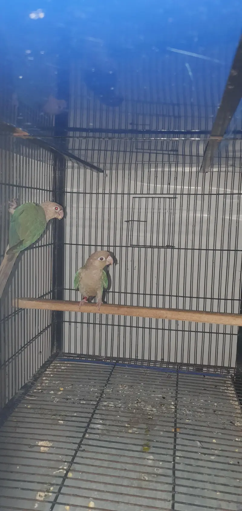 2 males of blue cinamon conure 0321/44/35/484 — photo 2