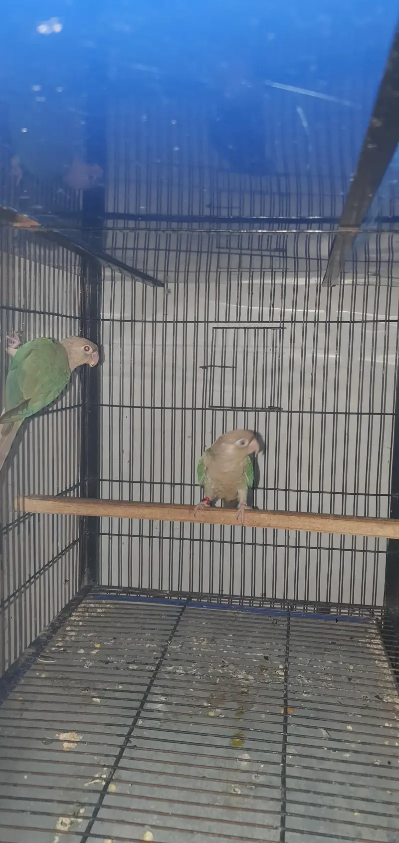 2 males of blue cinamon conure 0321/44/35/484 — photo 3