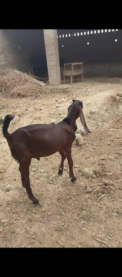 Desi bakra 2027 qurbani ka liya