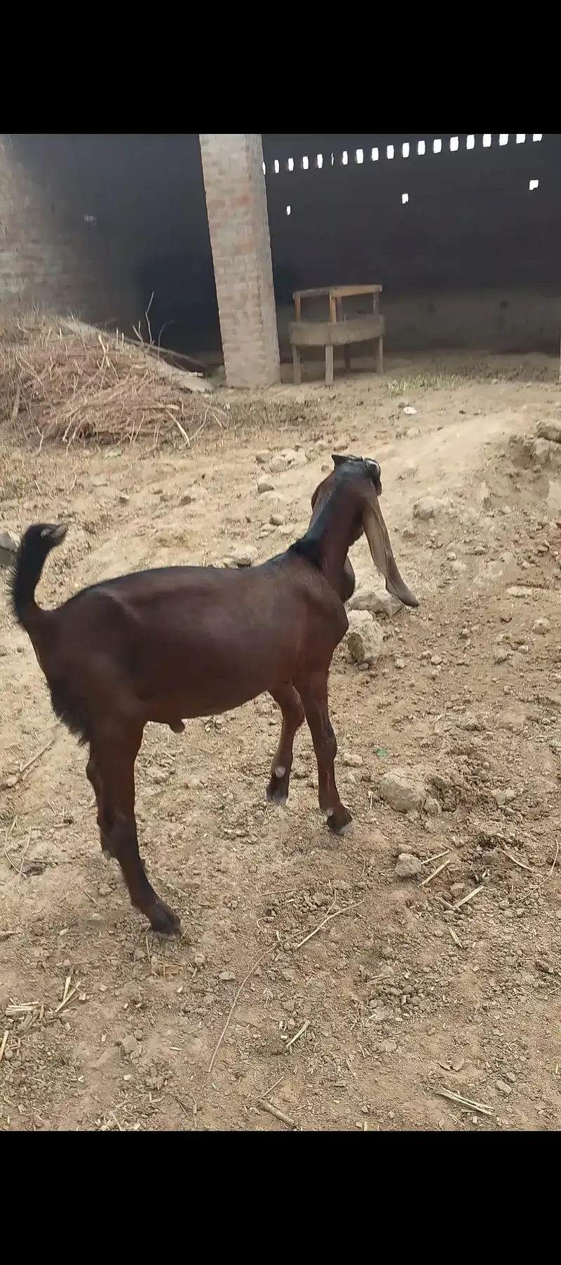 Desi bakra 2027 qurbani ka liya