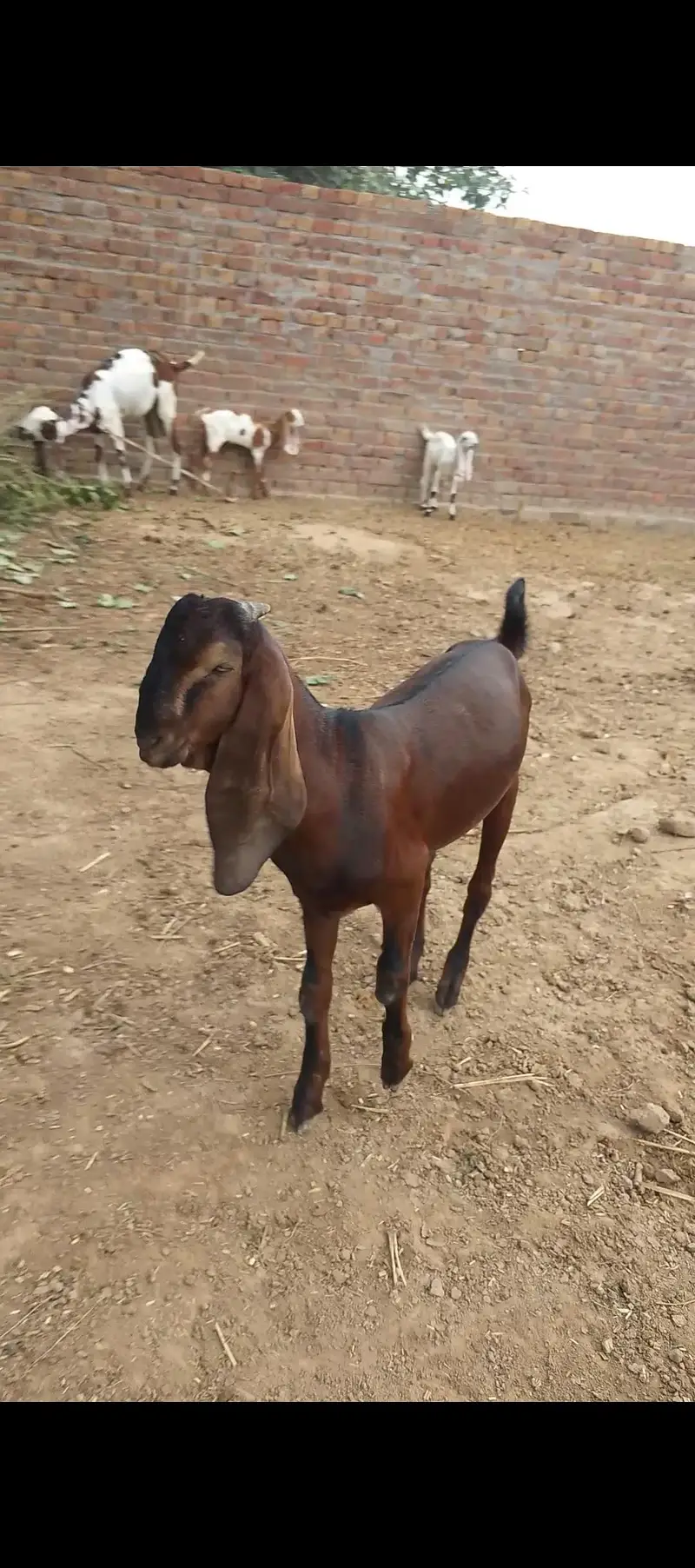 Desi bakra 2027 qurbani ka liya — photo 2