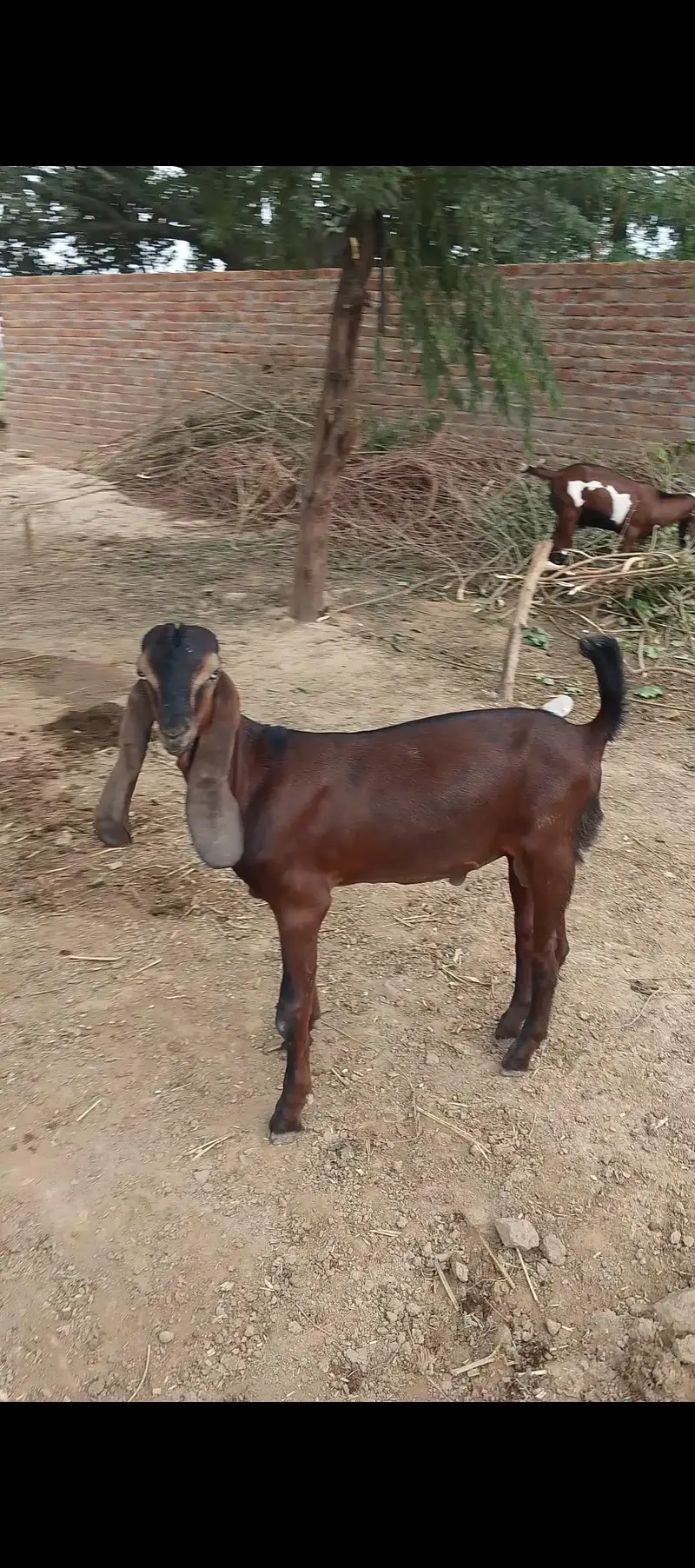 Desi bakra 2027 qurbani ka liya — photo 3
