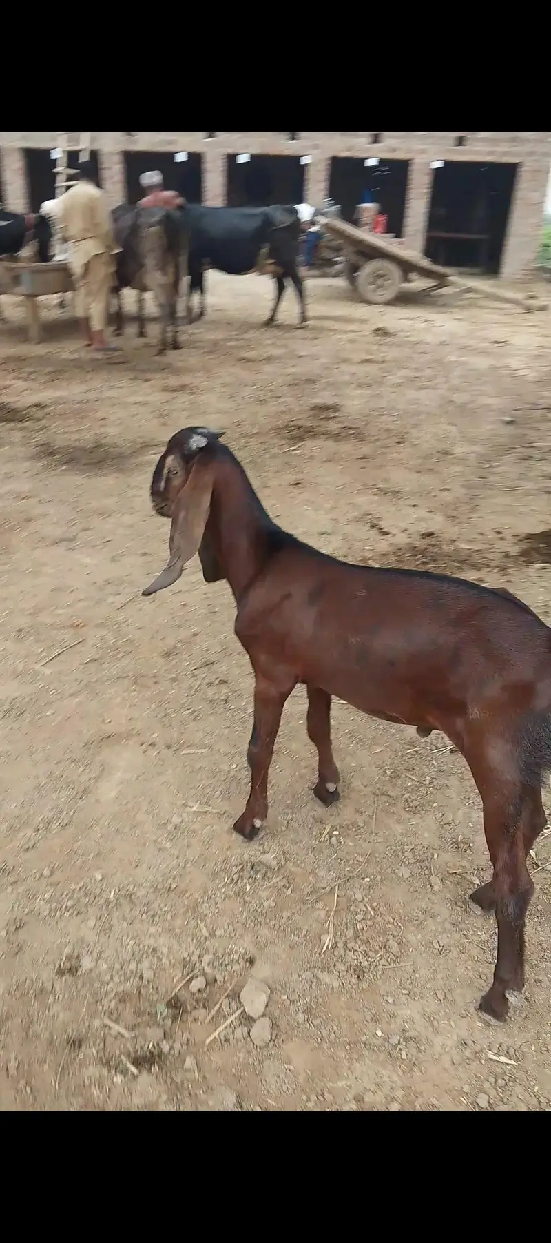 Desi bakra 2027 qurbani ka liya — photo 4