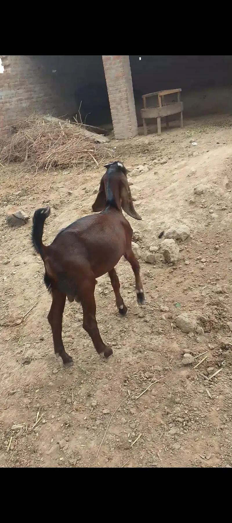 Desi bakra 2027 qurbani ka liya — photo 5